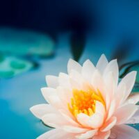 Équilibrage énergétique - Géobiologie