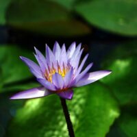 Sur le chemin de l'être Équilibrage énergétique - Géobiologie